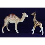 A Beswick porcelain model of a camel, 17.5cm high, and another of a giraffe calf, 19cm (a/f)