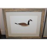 Chris Malmkvist, Canadian goose, 'Quiescent', coloured etching, numbered 44 / 100, inscribed and