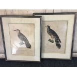 Two framed French ornithological colour prints after Pretre, Voy de la Coquille, to include a