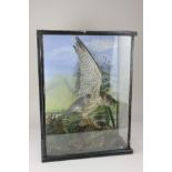 A taxidermy sparrow hawk with prey, in wooden and glass display cabinet, 49cm high