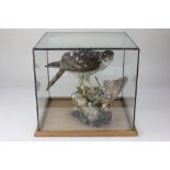 A taxidermy model of a falcon with its prey, in rectangular glass case, case 28cm high