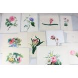 An album of eleven unframed 19th century Botanical watercolour studies, largest 28cm by 33cm,