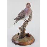 A composite model of a Barbados wood dove perched on a branch, on integral circular wooden base,