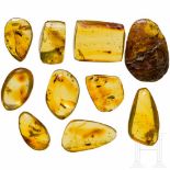 Ten amber stones with insect inclusionsGeschliffene und polierte Stücke mit einer Ausnahme aus