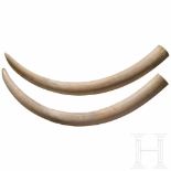 A pair of Tanzanian elephant tusks, 20th centuryThe tusks of an African elephant (Loxodonta