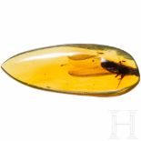 A piece of amber with a large insectGeschliffenes und poliertes Stück aus hellem klaren Bernstein