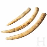 A set of three tusks from an old monastery collection of minerals and curiosities, circa