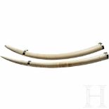 A pair of African ivory tusks, 1972Stoßzähne eines afrikanischen Elefanten (Loxodonta africana), die