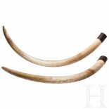 A pair of Kenyan elephant tusks, before 1972Tusks of an African elephant (loxodonta africana), the