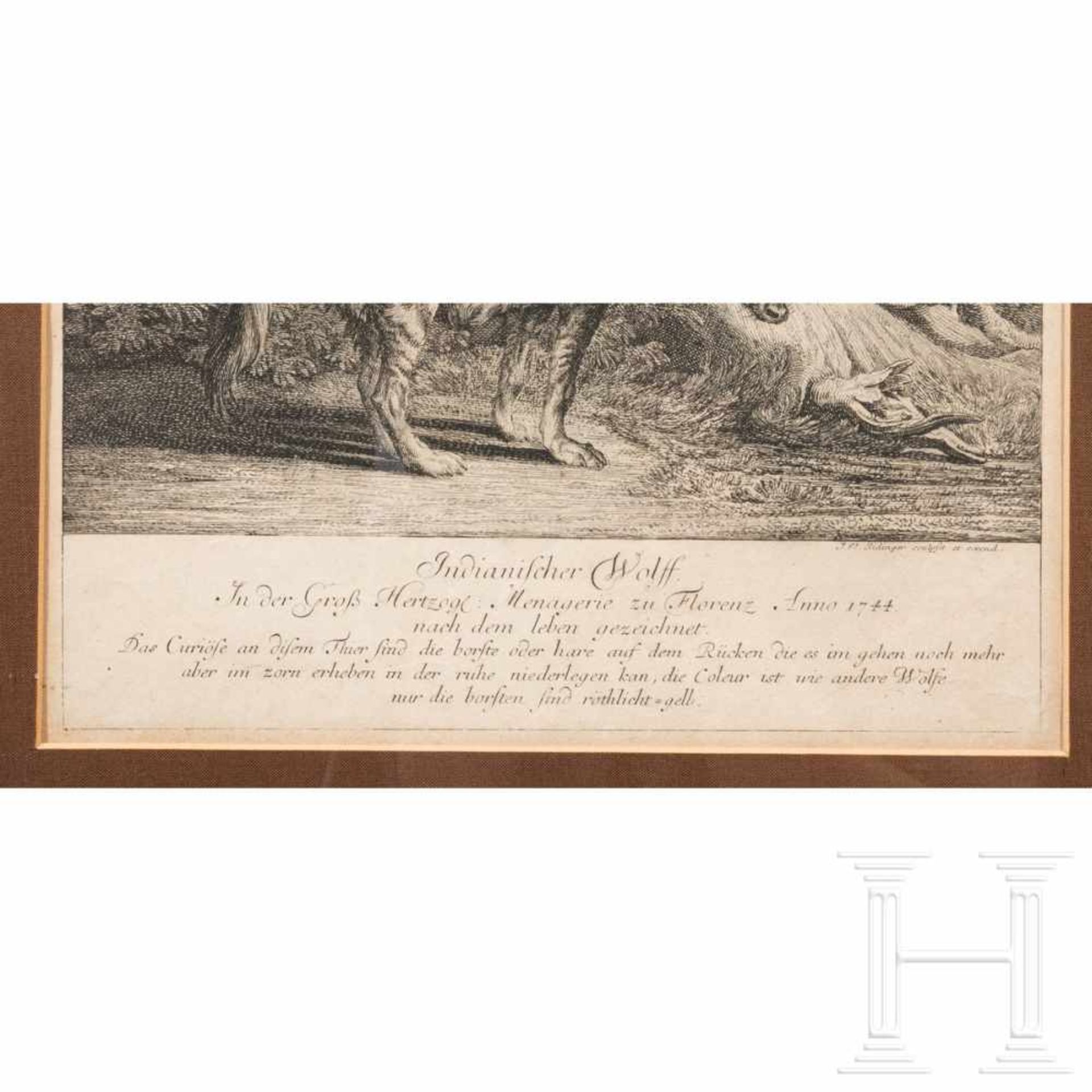 Johann Elias Ridinger, vier gerahmte Kupferstiche mit Wildtieren, Augsburg, um 1760 - Bild 5 aus 6