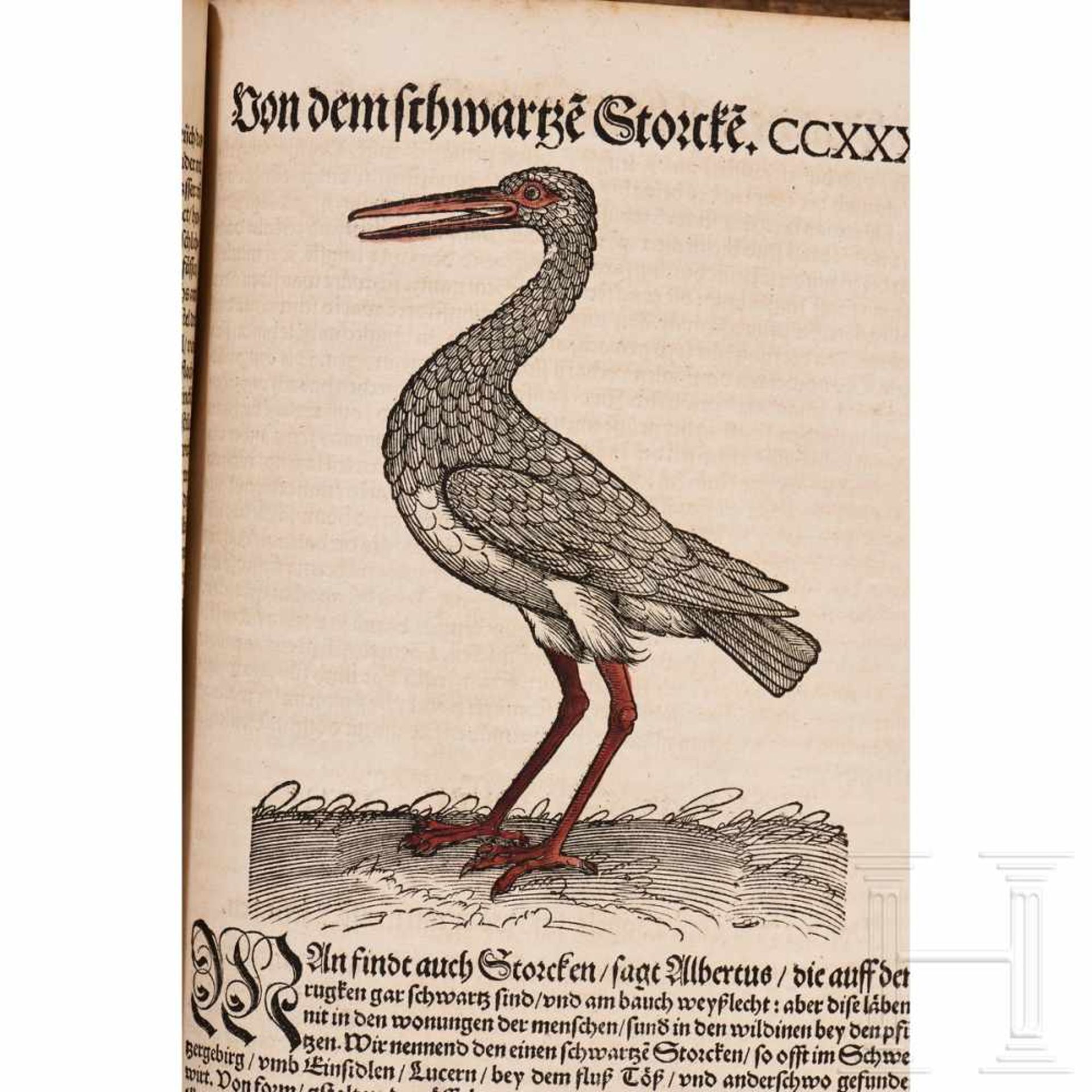 Conrad Gesner, drei Hauptwerke in einem Band: Vogelbuch, Thierbuch, Fischbuch; Zürich, Froschauer, - Bild 45 aus 46