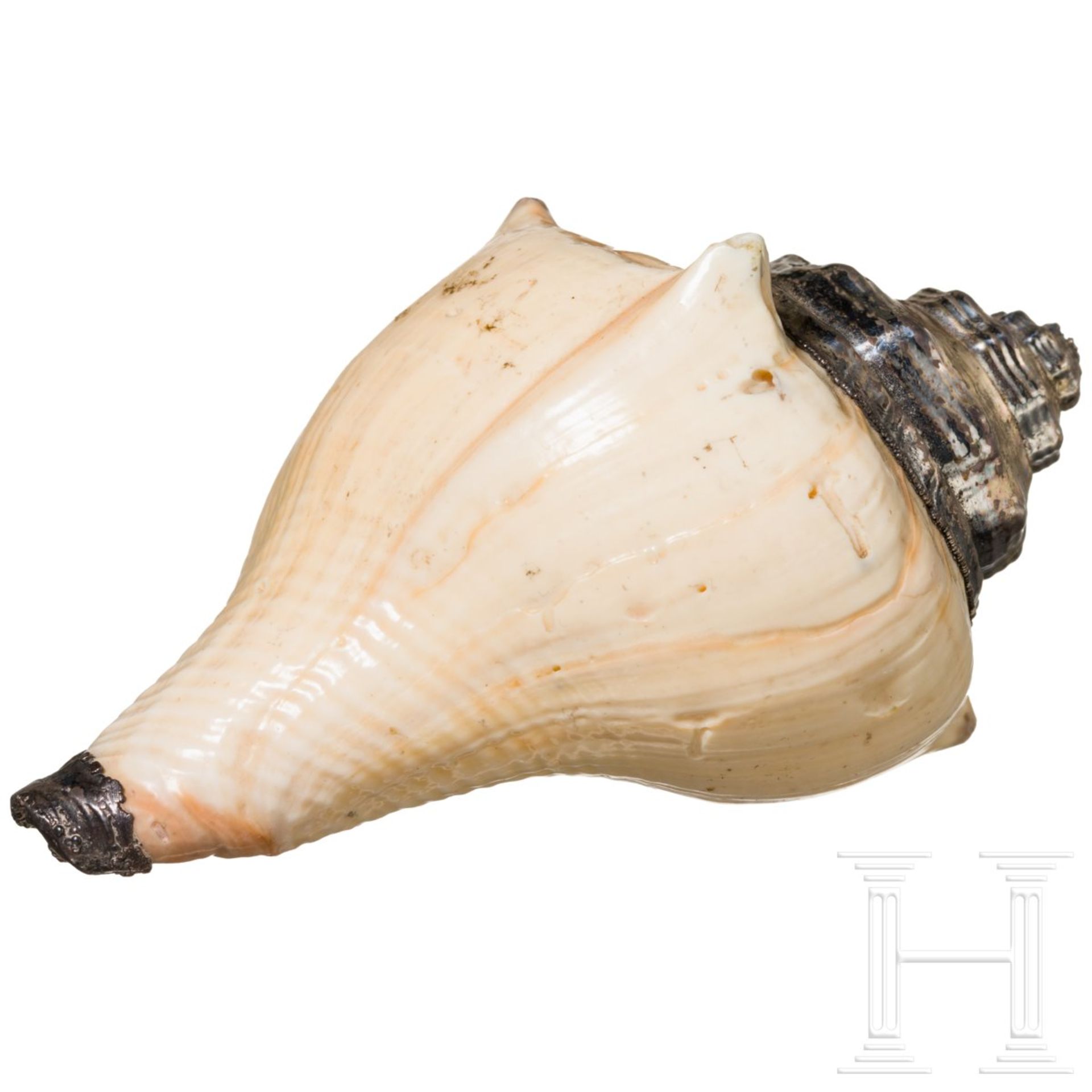 Silbermontierte Meeresschnecke, 19. Jhdt.Naturbelassenes Gehäuse der Purpurschnecke (Bolinus - Bild 3 aus 3