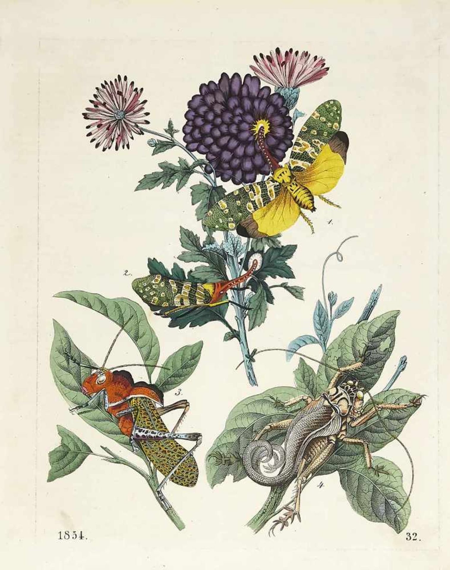 Convolute of 18 colored engravings and lithographs with representations of plants,