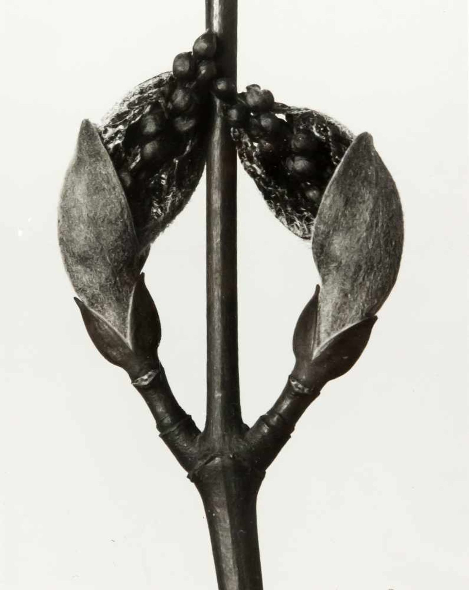 Karl Blossfeldt (1865-1932), "Pflanzenformen", Schwarzweißfotografie, 2010, Abzug vom