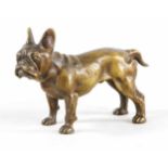 Wiener Bronze, 20. Jh., Bulldogge, dunkel patinierte, recht große Bronze, unterseitig der