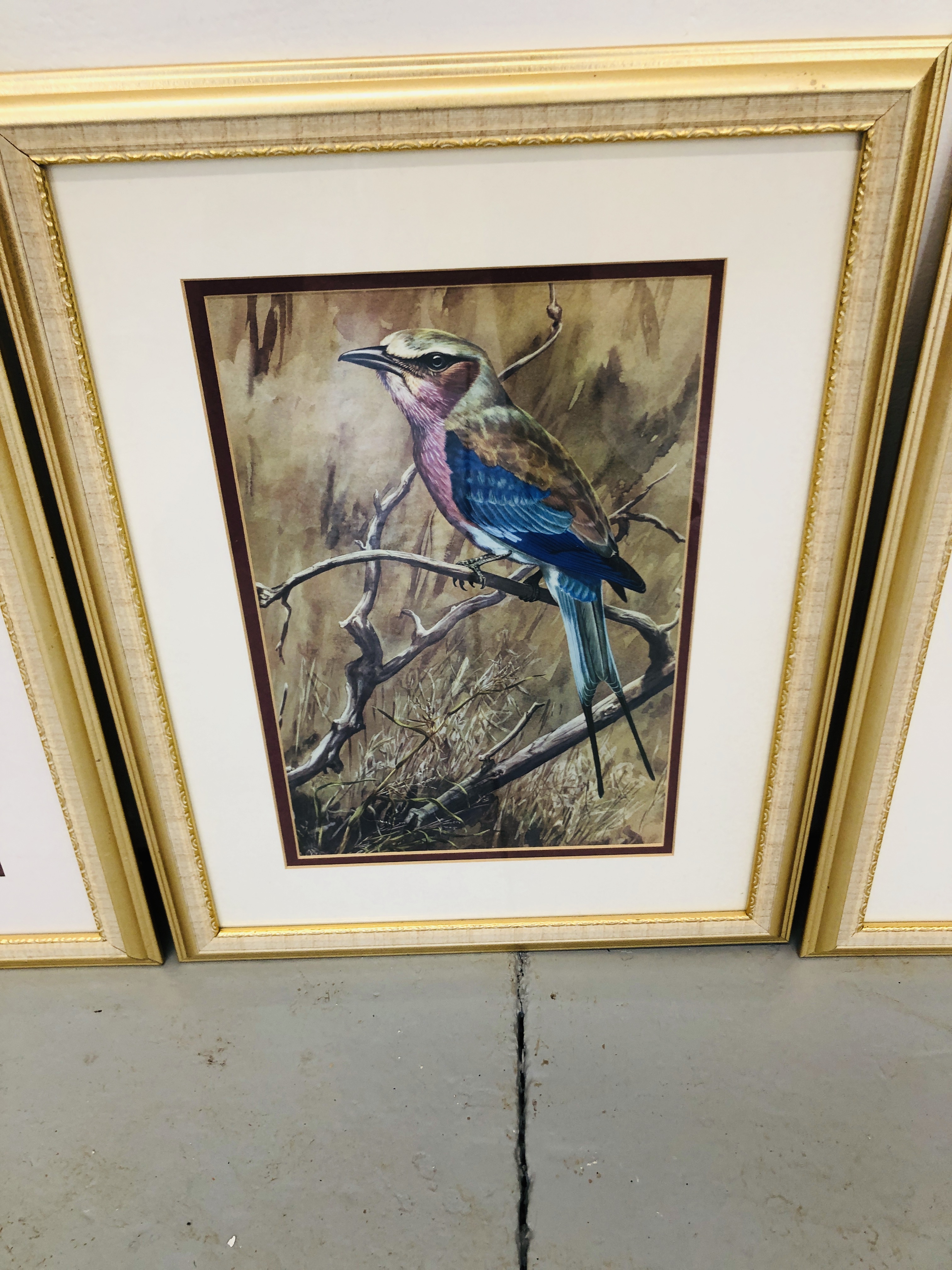 SET OF FRAMED BIRD PRINTS BY "KELLY" - Image 3 of 5