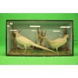 CASED TAXIDERMY STUDY PAIR OF WHITE PHEASANTS (COCK AND HEN)