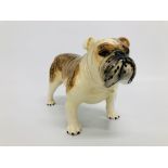 A BESWICK BRITISH BULLDOG MARKED C.H.