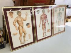 SET OF 6 ACUPUNCTURE PRINTS MOUNTED IN GILT FRAMES