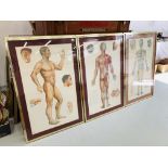 SET OF 6 ACUPUNCTURE PRINTS MOUNTED IN GILT FRAMES