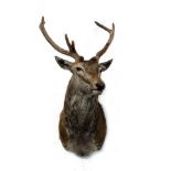 A HEAD AND CAPE MOUNT OF A SEVEN-POINT STAG, with velvet covered antlers.
