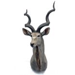 A CAPE AND HEAD MOUNT OF A KUDU BULL (tragelaphus strepsiceros), with approx. 49in. horns.