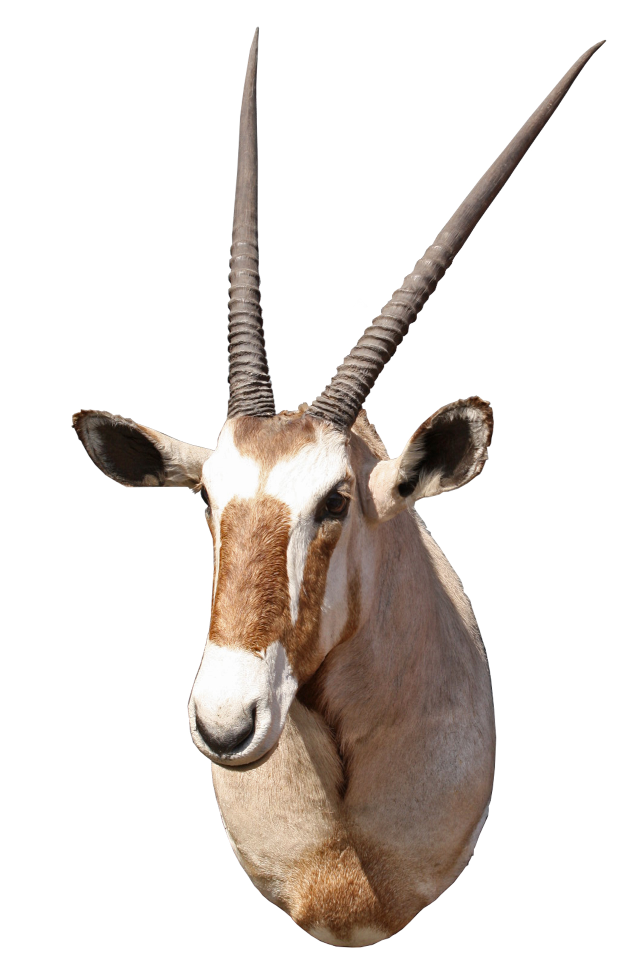 A CAPE AND HEAD MOUNT OF A GEMSBOK (oryx gazella), with approx. 32in. horns.