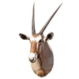 A CAPE AND HEAD MOUNT OF A GEMSBOK (oryx gazella), with approx. 32in. horns.