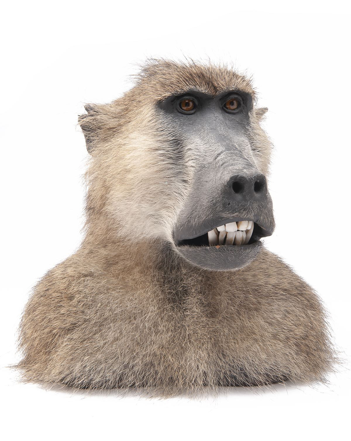 A CAPE AND HEAD MOUNT OF A BABOON (papio), measuring approx. 12in. x 12in. x 12in..