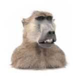A CAPE AND HEAD MOUNT OF A BABOON (papio), measuring approx. 12in. x 12in. x 12in..