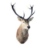A CAPE AND HEAD MOUNT OF A THIRTEEN-POINT STAG.