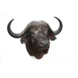 A CAPE AND HEAD MOUNT OF A CAPE BUFFALO (syncerus caffer), with horn approx. 34in., boss approx.