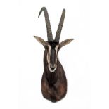A CAPE AND HEAD MOUNT OF A SABLE ANTELOPE (hippotragus niger), with approx. 38in. horns.