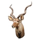 A CAPE AND HEAD MOUNT OF A KUDU BULL, with approx. 39in. horns.