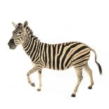 A FINE FULL MOUNT OF A FEMALE ZEBRA (equus quagga), with brown stripes, measuring approx. 65in. x