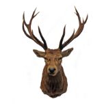 A CAPE AND HEAD MOUNT OF A TWELVE-POINT RED STAG.