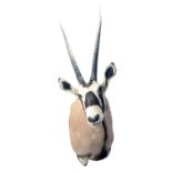 A HEAD AND CAPE MOUNT OF A GEMSBOK (oryx gazella), with approx. 40in. horns.