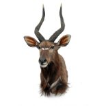 A CAPE AND HEAD MOUNT OF A NYALA (tagelaphus angasii), with approx. 25in. horns.