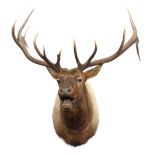 A VERY LARGE CAPE AND HEAD MOUNT OF A THIRTEEN-POINT STAG, measuring approx. 165in. wide, 52in.