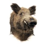 A CAPE AND HEAD MOUNT OF A WILD BOAR.