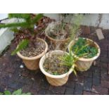 Three matching garden terracotta plant pots, together