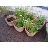 Six terracotta plant pots