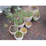 A selection of eight garden plant pots