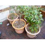 A set of five matching garden terracotta plant pots