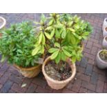 A set of four matching garden plant pots