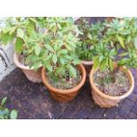 A set of five matching garden terracotta plant pots