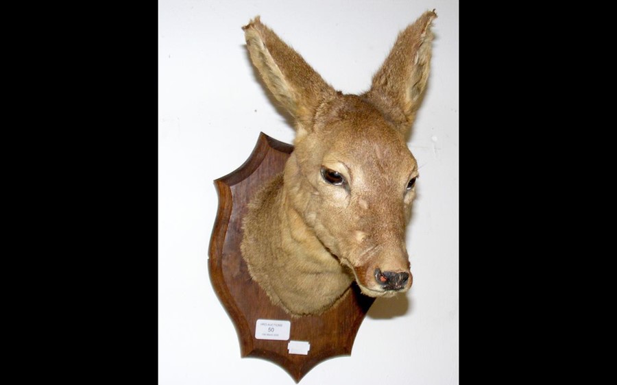 A stuffed and mounted Doe's head - 24cm long