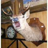A large stuffed and mounted Stag's head - 80cm