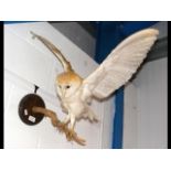 A stuffed and mounted barn owl