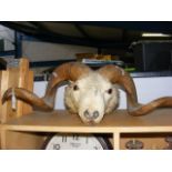 A stuffed rams head